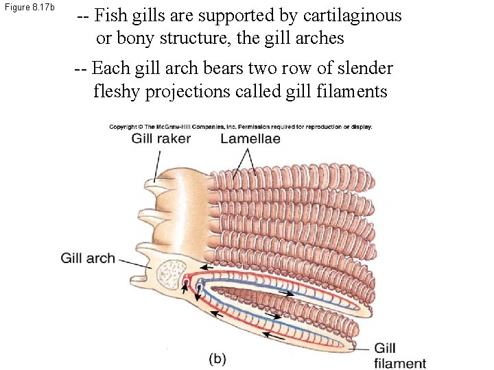 Figure 8. 17 b -- Fish gills are supported by cartilaginous or bony structure,