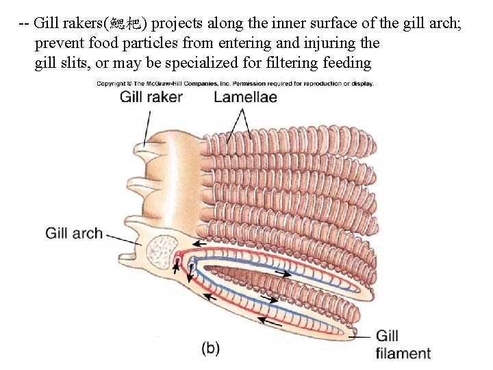 -- Gill rakers(鰓杷) projects along the inner surface of the gill arch; prevent food