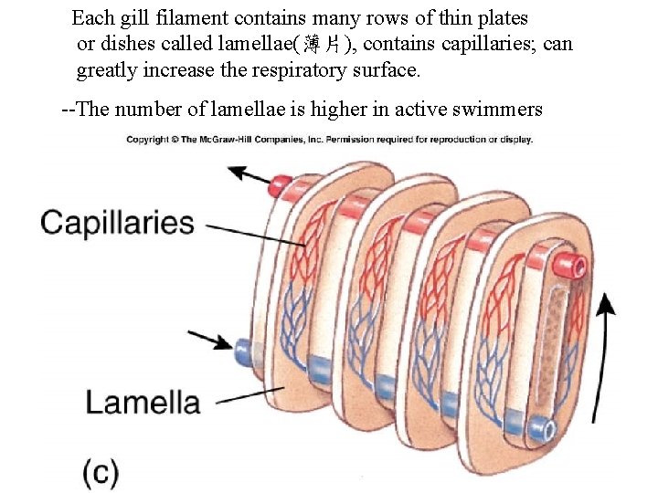Each gill filament contains many rows of thin plates or dishes called lamellae(薄片), contains