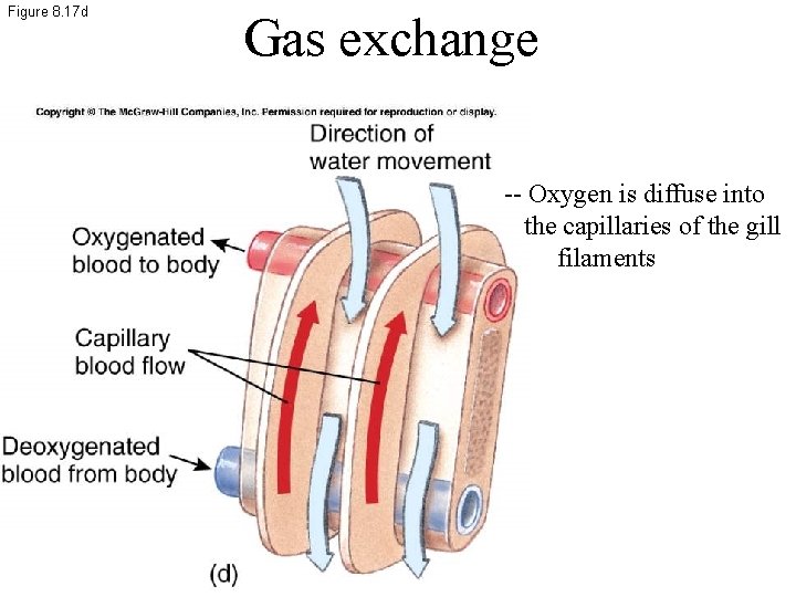 Figure 8. 17 d Gas exchange -- Oxygen is diffuse into the capillaries of