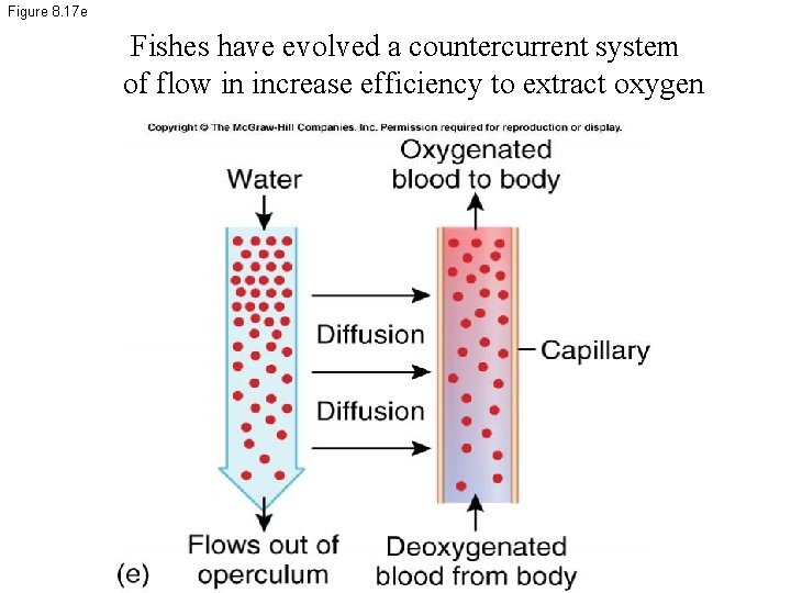 Figure 8. 17 e Fishes have evolved a countercurrent system of flow in increase