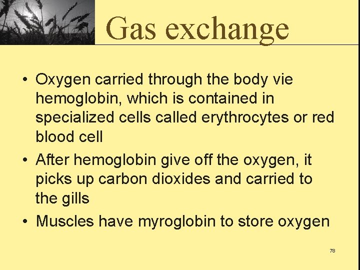 Gas exchange • Oxygen carried through the body vie hemoglobin, which is contained in