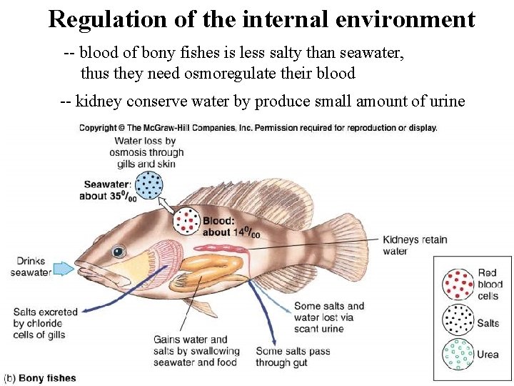Regulation of the internal environment -- blood of bony fishes is less salty than