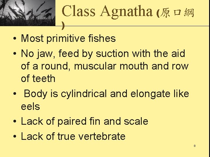 Class Agnatha (原口綱 ) • Most primitive fishes • No jaw, feed by suction