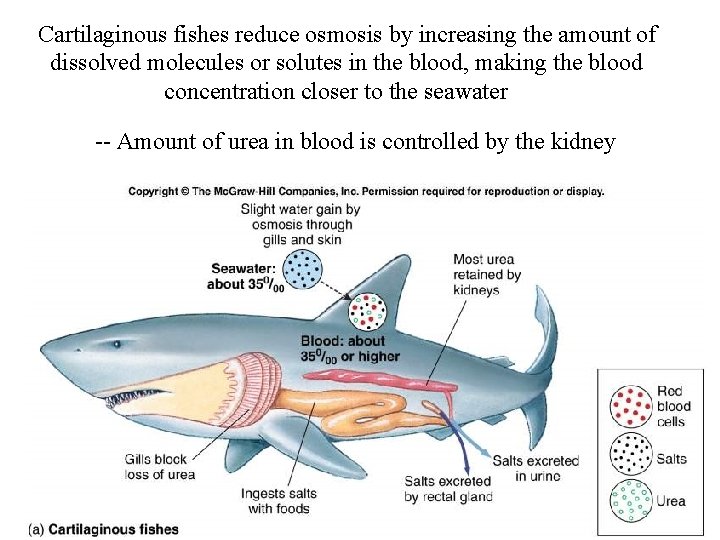 Cartilaginous fishes reduce osmosis by increasing the amount of dissolved molecules or solutes in