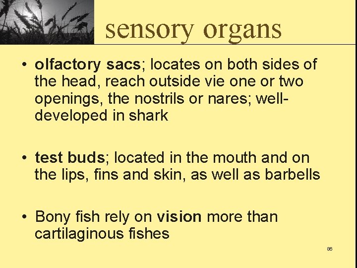 sensory organs • olfactory sacs; locates on both sides of the head, reach outside