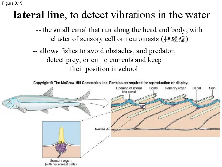 Figure 8. 19 lateral line, to detect vibrations in the water -- the small