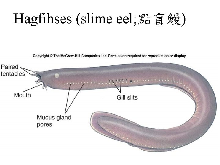 Hagfihses (slime eel; 點盲鰻) 