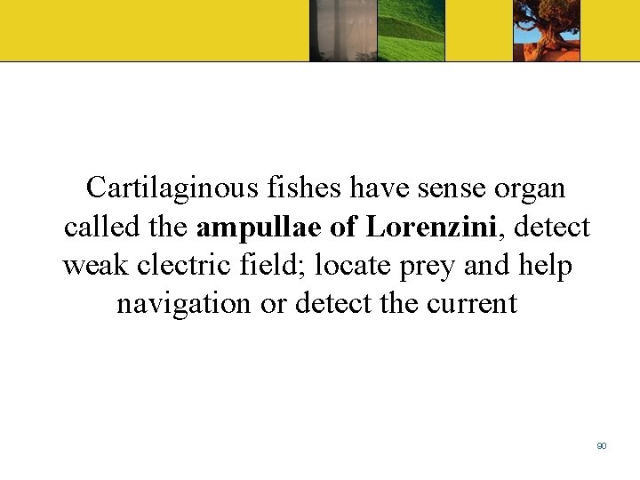 Cartilaginous fishes have sense organ called the ampullae of Lorenzini, detect weak clectric field;