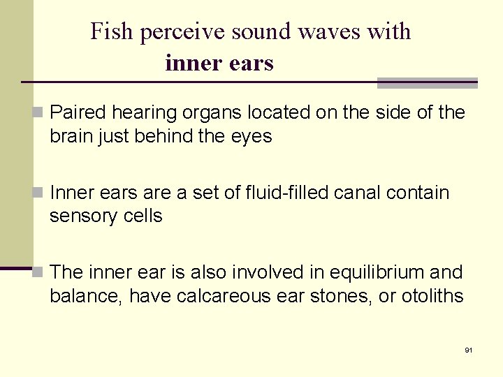 Fish perceive sound waves with inner ears n Paired hearing organs located on the