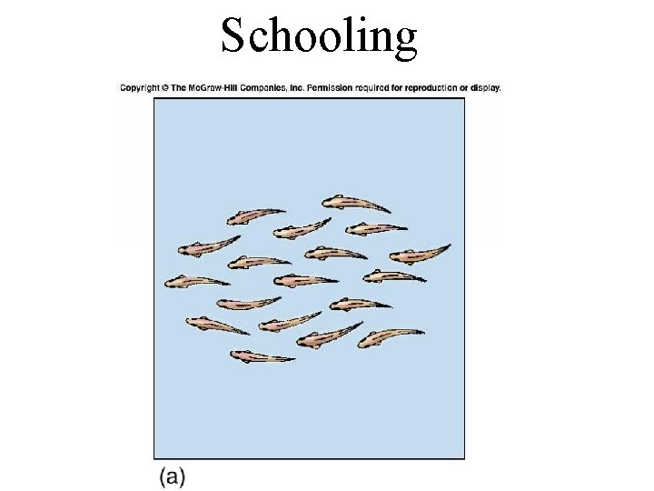 Schooling 