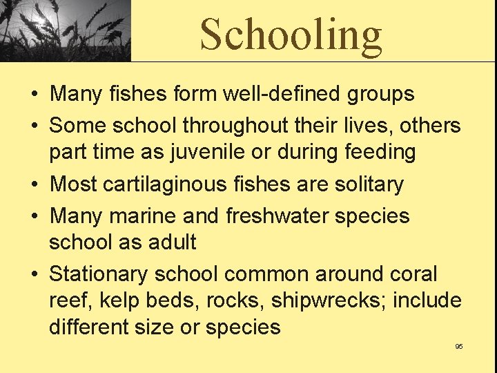 Schooling • Many fishes form well-defined groups • Some school throughout their lives, others
