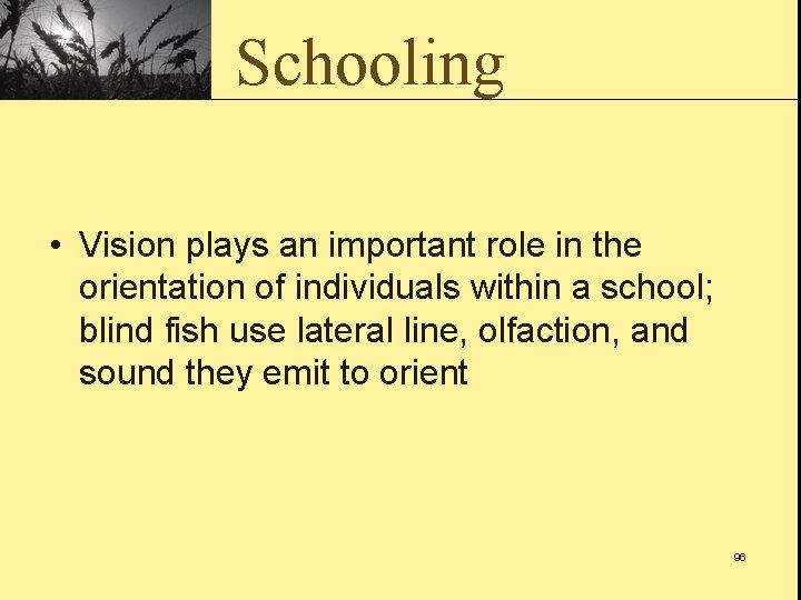 Schooling • Vision plays an important role in the orientation of individuals within a