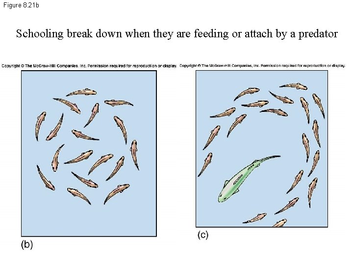 Figure 8. 21 b Schooling break down when they are feeding or attach by