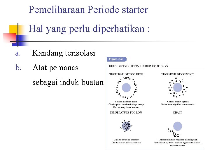 Pemeliharaan Periode starter Hal yang perlu diperhatikan : a. Kandang terisolasi b. Alat pemanas