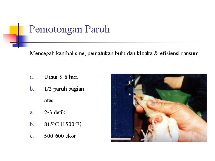 Pemotongan Paruh Mencegah kanibalisme, pematukan bulu dan kloaka & efisiensi ransum a. b. c.