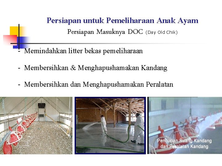 Persiapan untuk Pemeliharaan Anak Ayam Persiapan Masuknya DOC (Day Old Chik) - Memindahkan litter