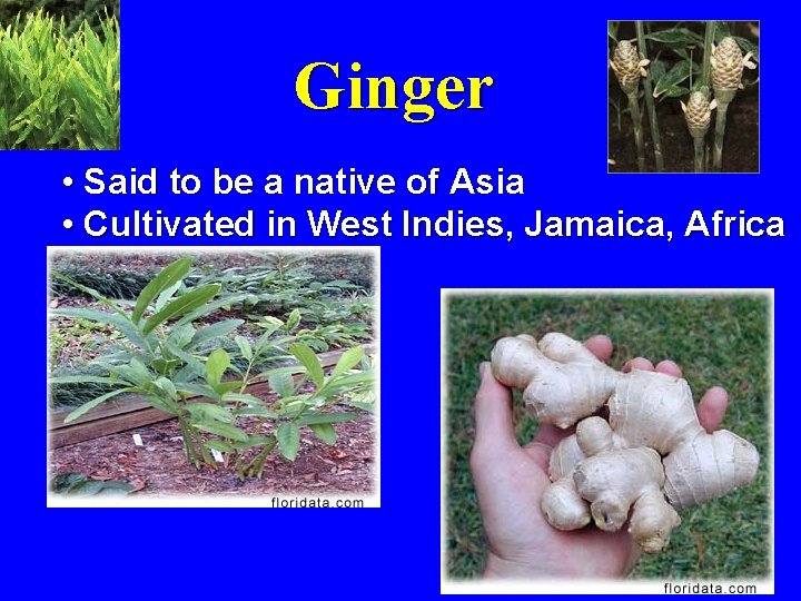 Ginger • Said to be a native of Asia • Cultivated in West Indies,