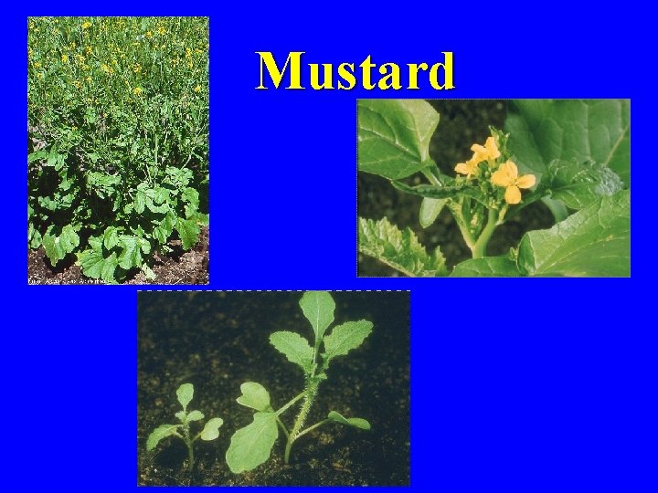 Mustard 