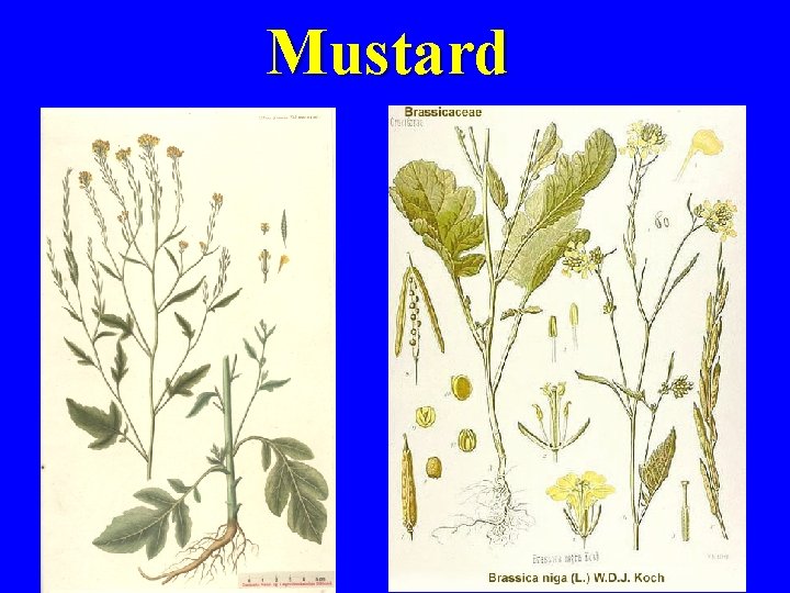 Mustard 