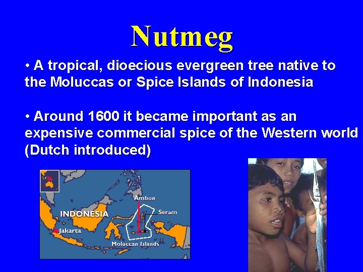 Nutmeg • A tropical, dioecious evergreen tree native to the Moluccas or Spice Islands