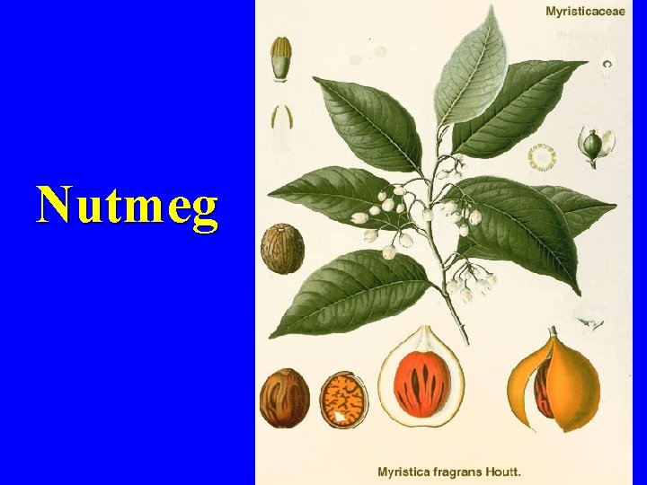 Nutmeg 