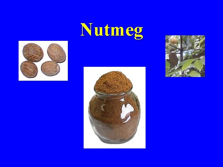 Nutmeg 