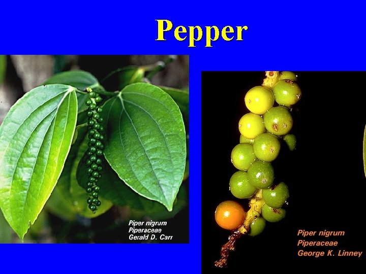 Pepper 