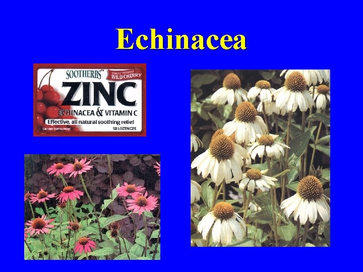 Echinacea 