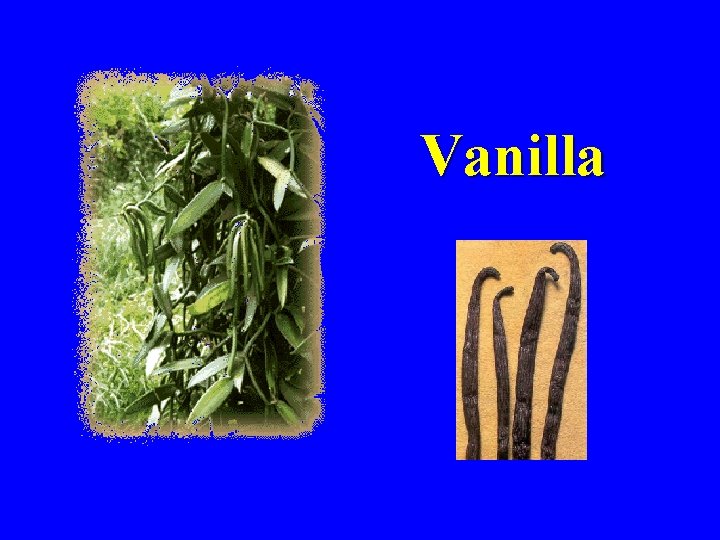 Vanilla 