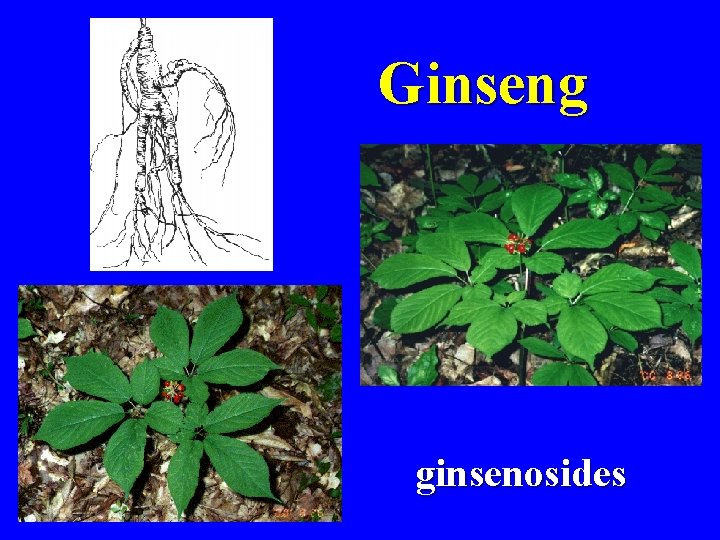 Ginseng ginsenosides 