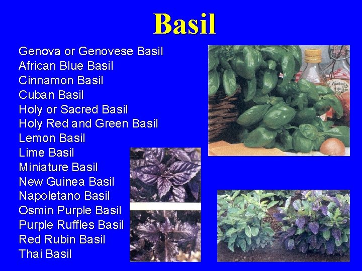 Basil Genova or Genovese Basil African Blue Basil Cinnamon Basil Cuban Basil Holy or