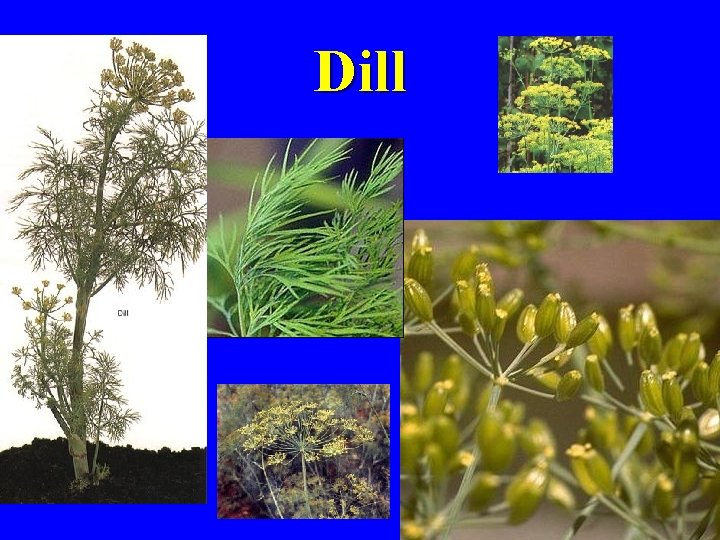 Dill 