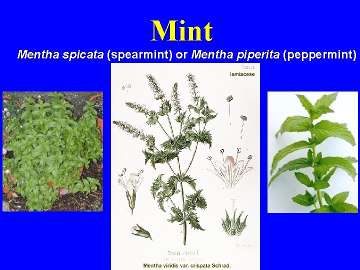 Mint Mentha spicata (spearmint) or Mentha piperita (peppermint) 