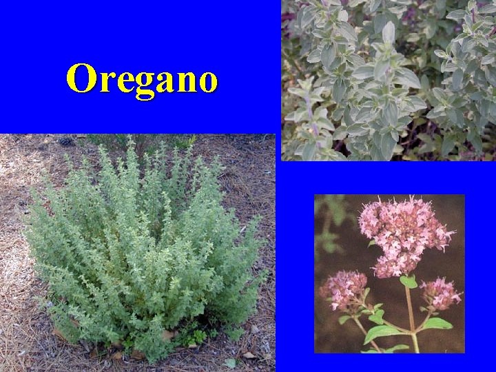 Oregano 