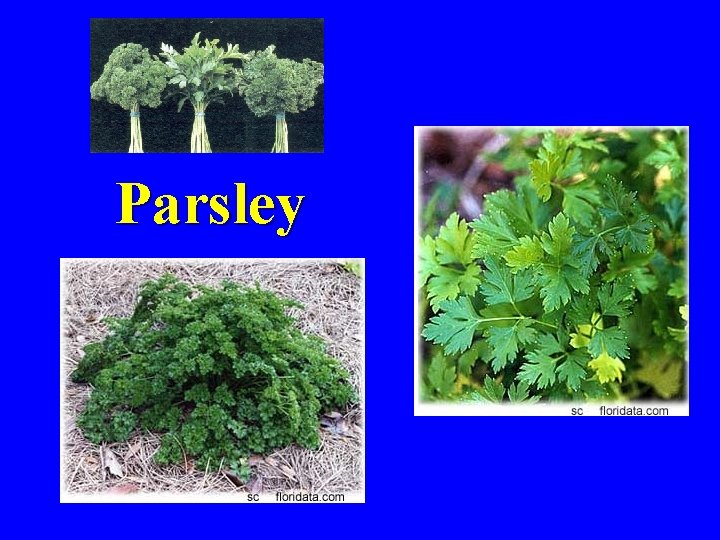 Parsley 