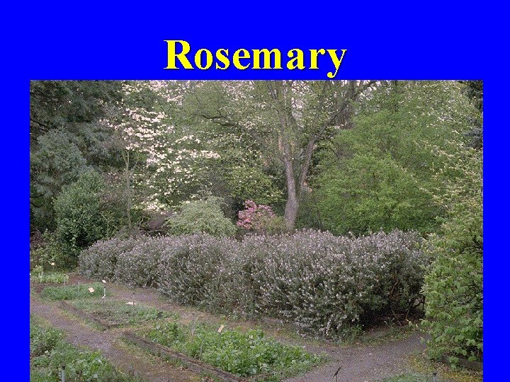 Rosemary 