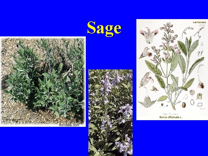 Sage 