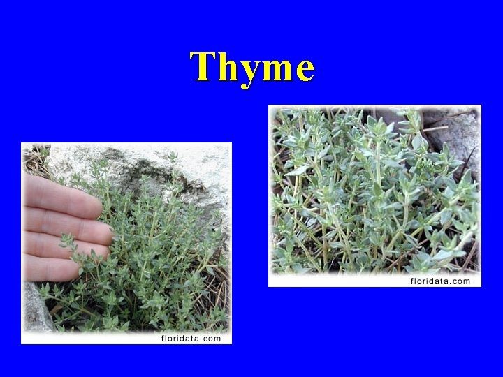 Thyme 