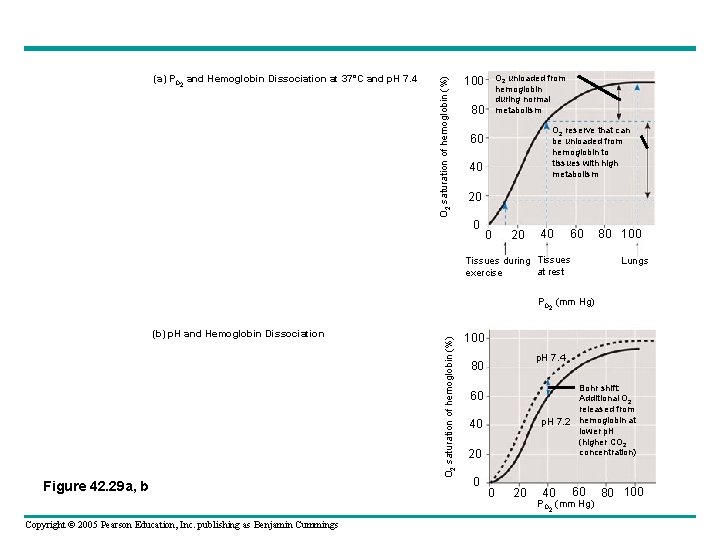 O 2 saturation of hemoglobin (%) (a) PO 2 and Hemoglobin Dissociation at 37°C