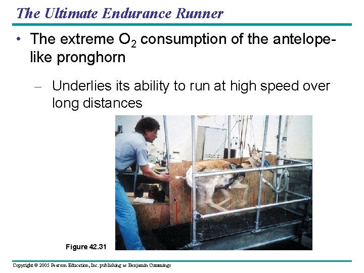 The Ultimate Endurance Runner • The extreme O 2 consumption of the antelopelike pronghorn