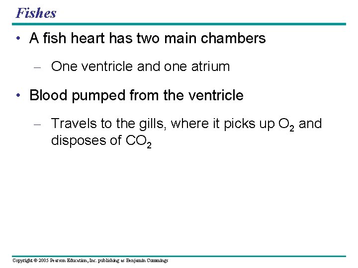 Fishes • A fish heart has two main chambers – One ventricle and one