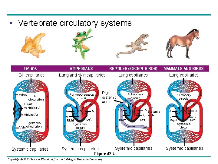  • Vertebrate circulatory systems AMPHIBIANS REPTILES (EXCEPT BIRDS) MAMMALS AND BIRDS Lung and