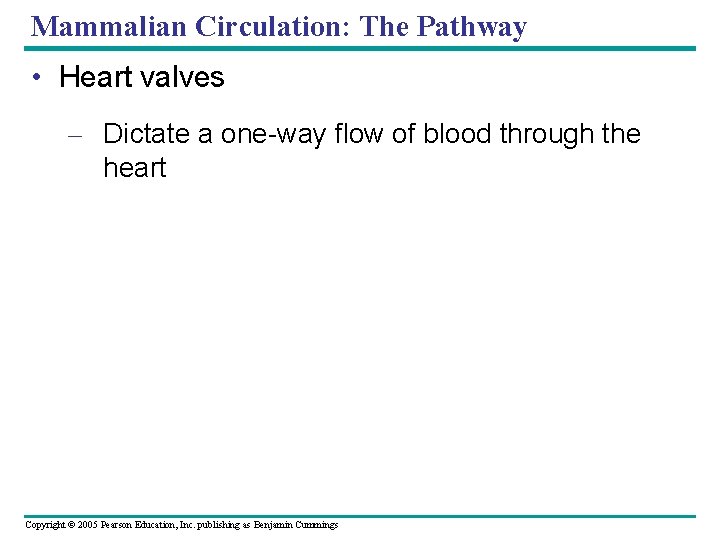 Mammalian Circulation: The Pathway • Heart valves – Dictate a one-way flow of blood