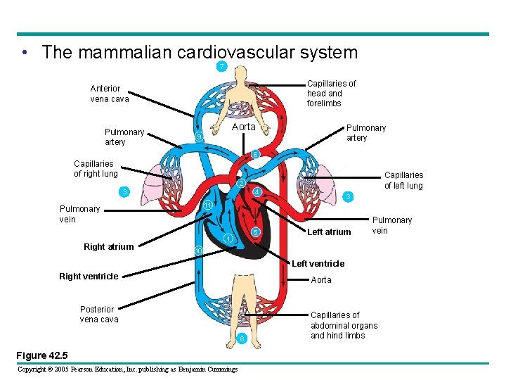  • The mammalian cardiovascular system 7 Capillaries of head and forelimbs Anterior vena