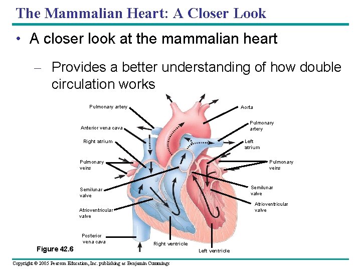 The Mammalian Heart: A Closer Look • A closer look at the mammalian heart