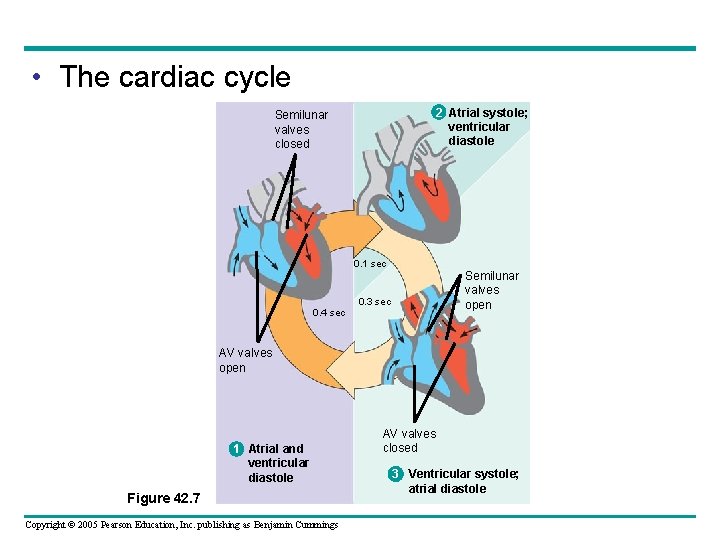  • The cardiac cycle 2 Atrial systole; ventricular diastole Semilunar valves closed 0.