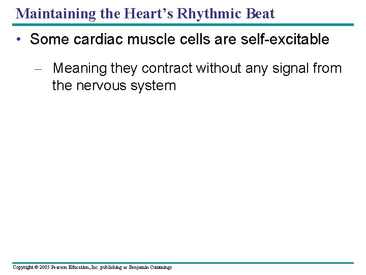 Maintaining the Heart’s Rhythmic Beat • Some cardiac muscle cells are self-excitable – Meaning