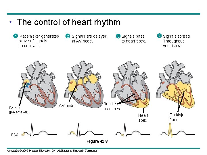  • The control of heart rhythm 1 Pacemaker generates wave of signals to