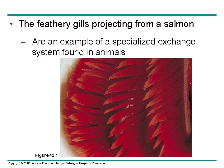  • The feathery gills projecting from a salmon – Are an example of